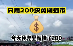 200块在猫市能买到什么品种猫？