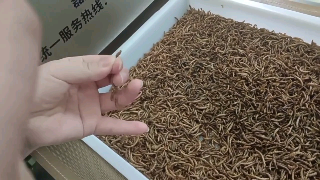 智能节能型黄粉虫微波烘干杀菌设备,黑水虻干燥灭菌机,蝇蛆烘烤隧道炉