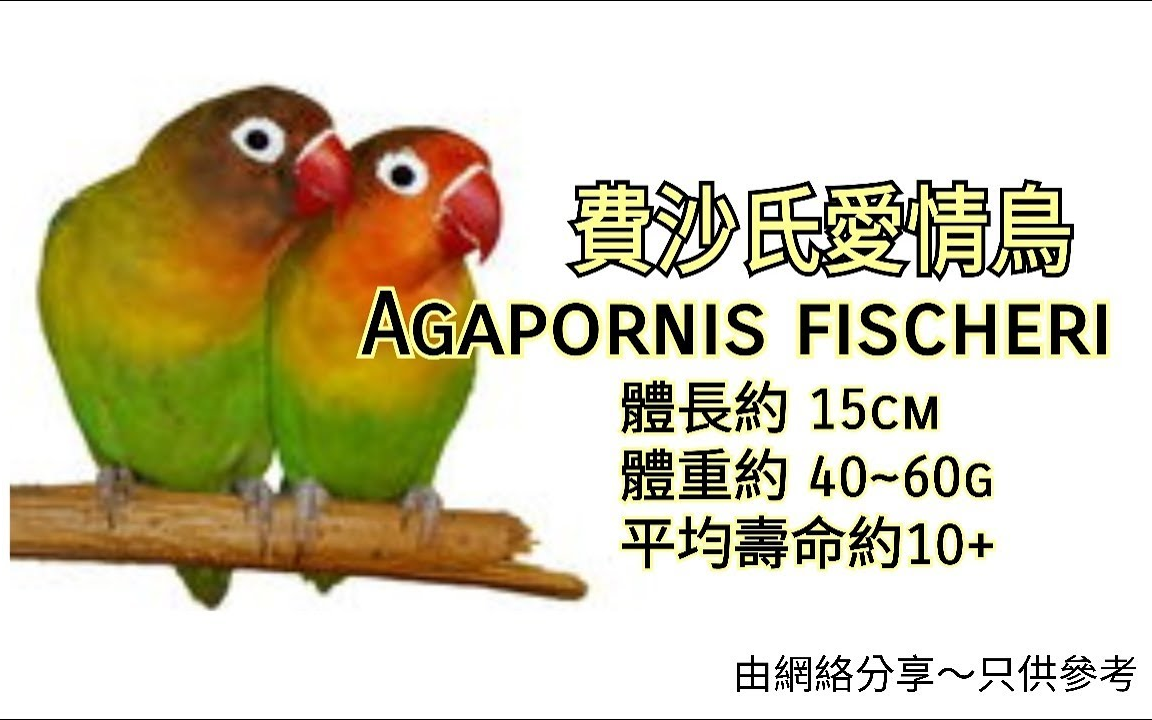 鹦鹉品种分享介绍 ~费沙氏情侣鹦鹉~Agapornis fischeri哔哩哔哩bilibili