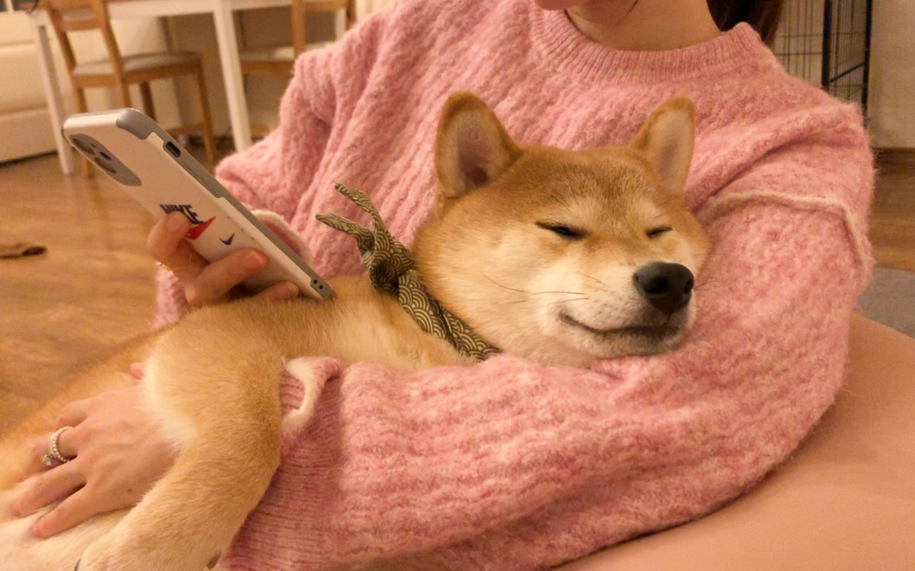 抱着小柴犬 静静玩会儿手机