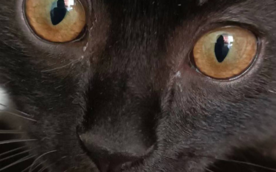 可爱的久本薯饼广告(微打码)