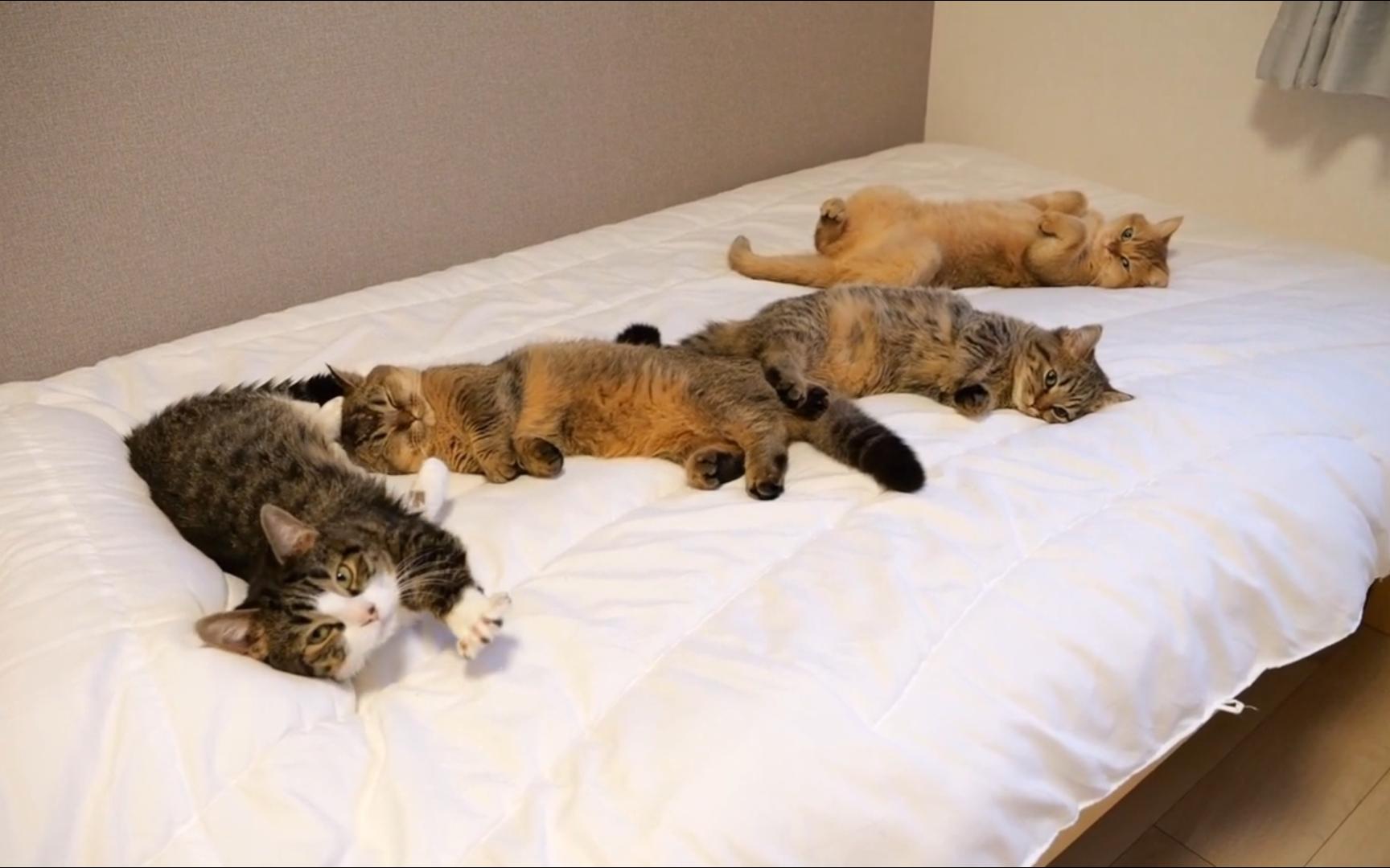 可爱的小猫猫在家里过的好悠闲,好羡慕哦