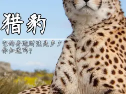 Download Video: 猎豹的速度之谜：你不知道的冷知识