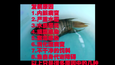 新手养鱼必看 鱼病之腹水 这个是很严重的病 哔哩哔哩 Bilibili