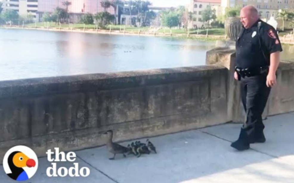 [图]Cop Kindly Walks Duck Family All The Way Home | The Dodo