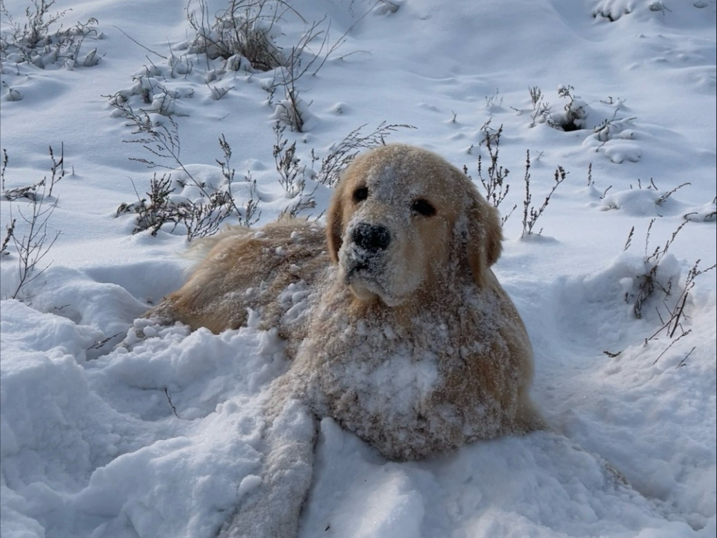 雪地撒欢儿的狗子