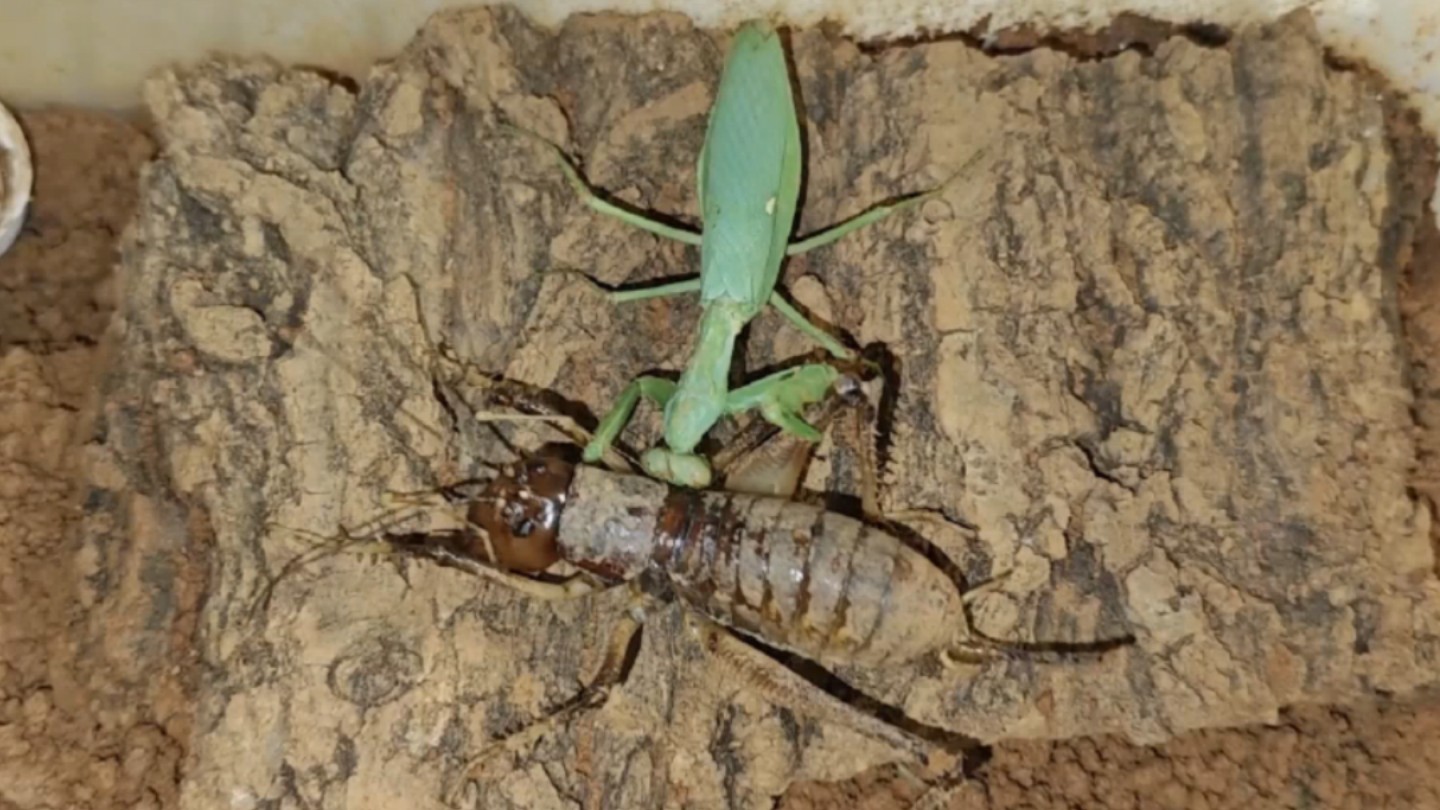 由于我的无知,把阿斧这种危险的虫子喂给灶马吃,刚才去看灶马,已经被