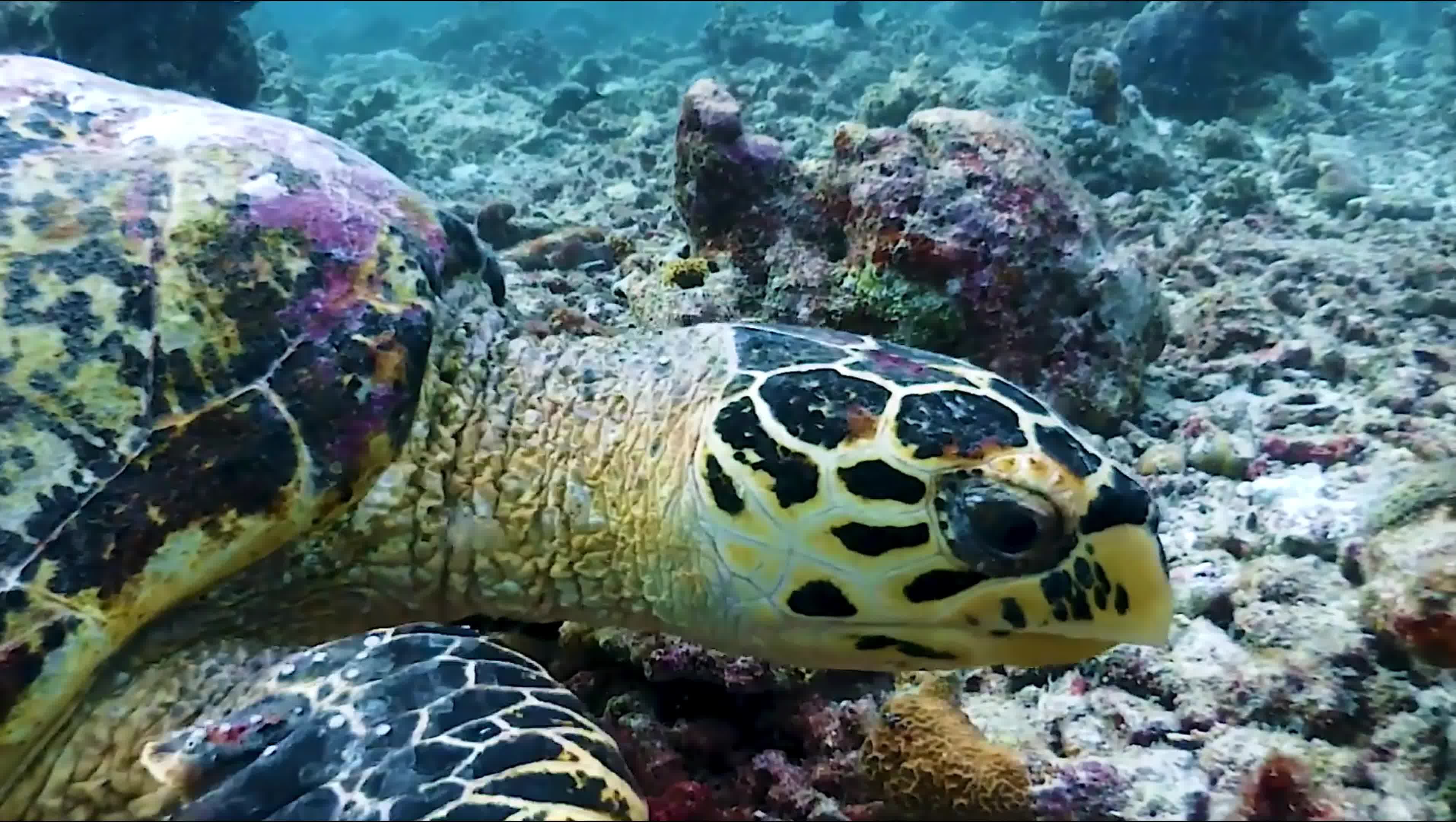 [图]美丽的海底世界-1