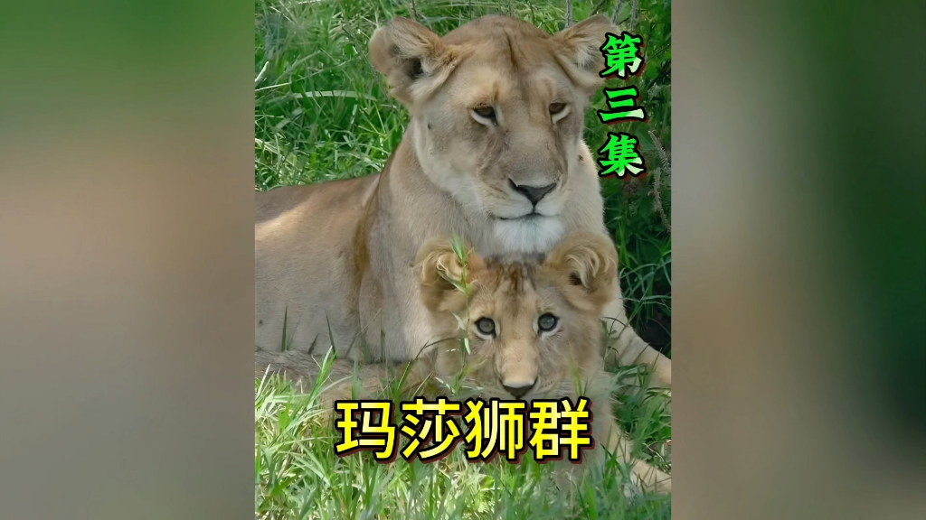 玛莎狮群迎来了至暗时期,全靠查姆苦苦支撑!