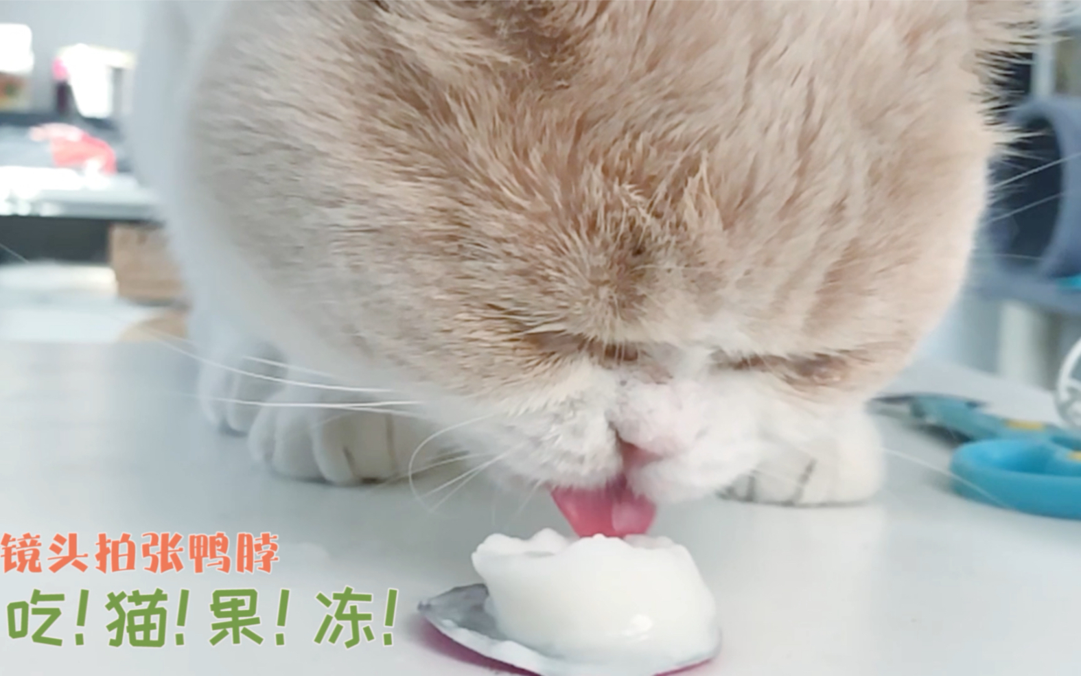 活动作品慢镜头拍摄猫咪吃猫果冻小舌头一舔一舔萌翻了