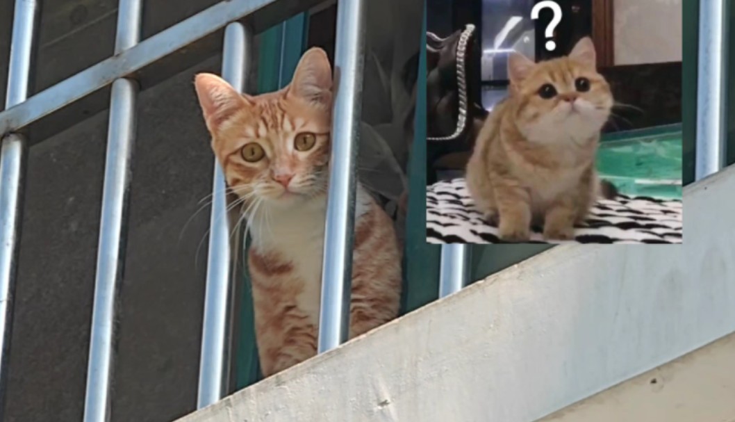 橘猫探头窗外守望 #猫咪日常