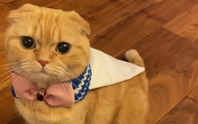 折耳橘猫kinako24