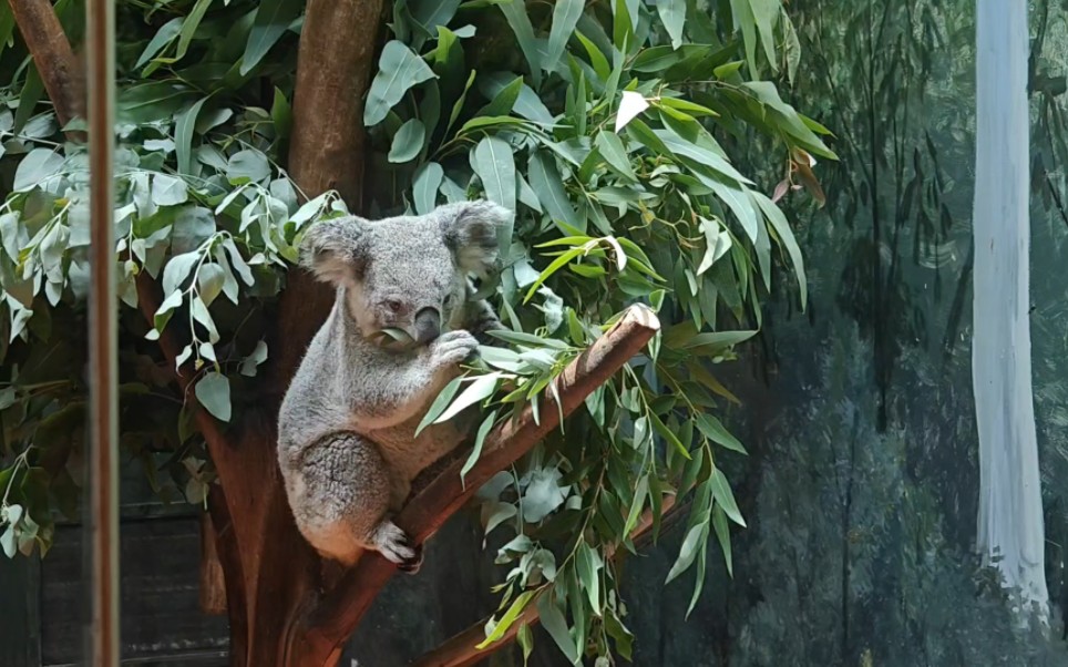 考拉 长隆野生动物园