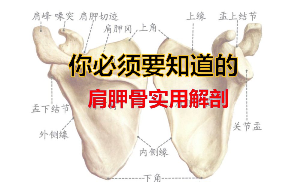 肩胛骨解剖:实用指南哔哩哔哩bilibili