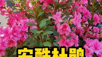 Descargar video: 适合新手小白养的杜鹃花，一年能开三季花～