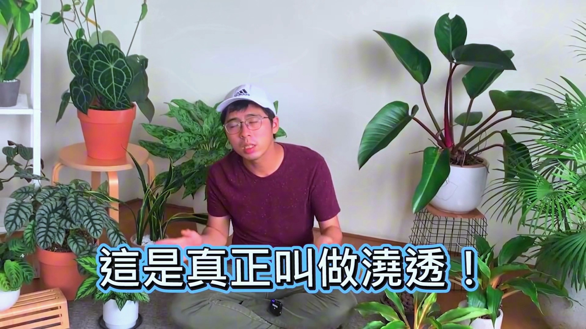 植物浇水的五大绝招哔哩哔哩bilibili