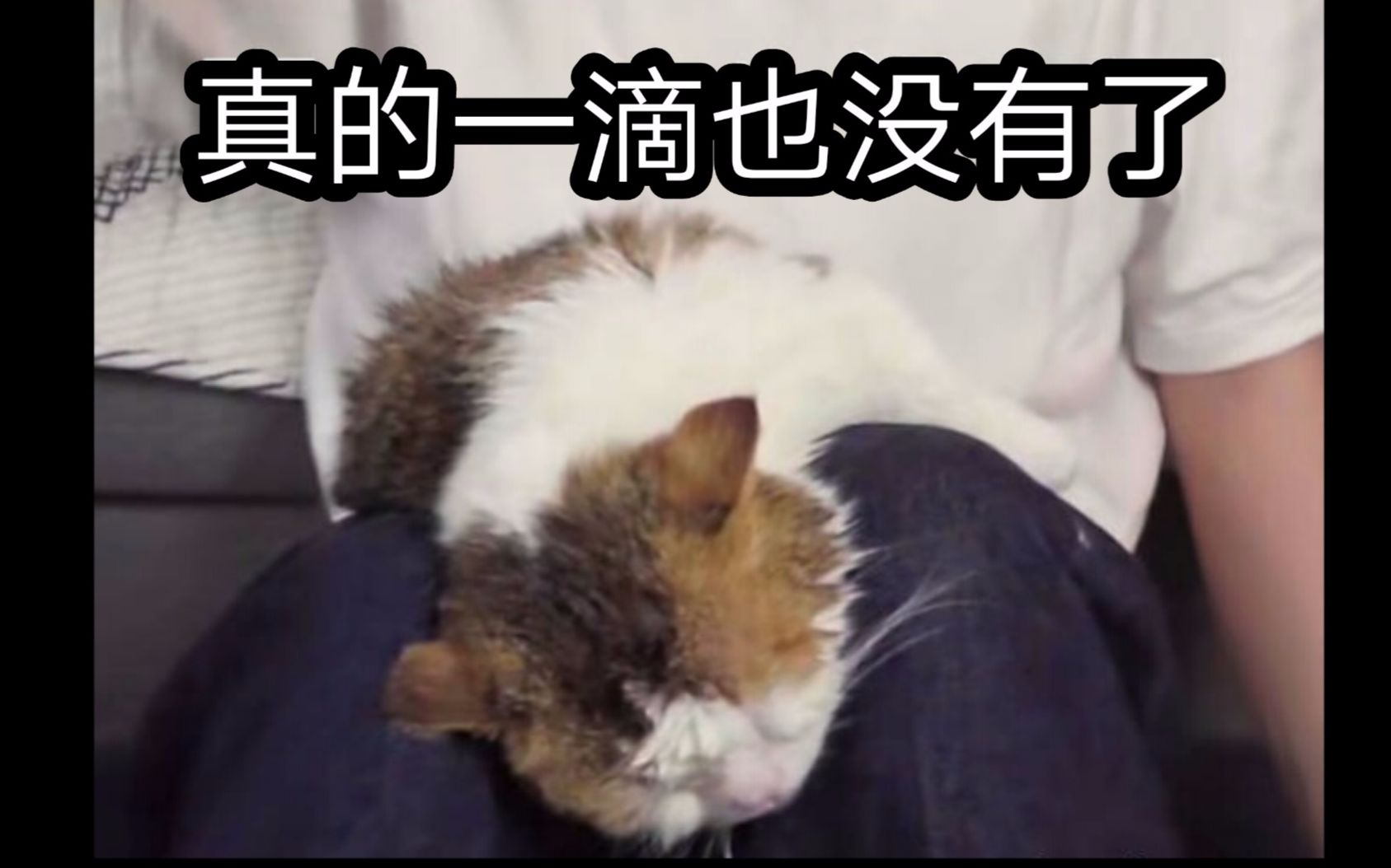 ②帮帮可爱成精名场面合集kb呆又呆b站视频版