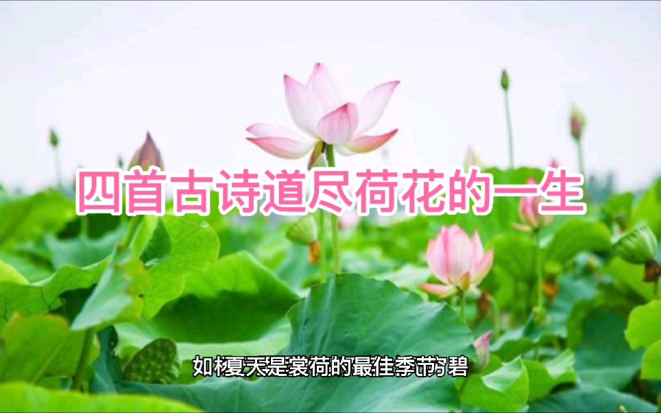 四首古诗道尽荷花的一生哔哩哔哩bilibili