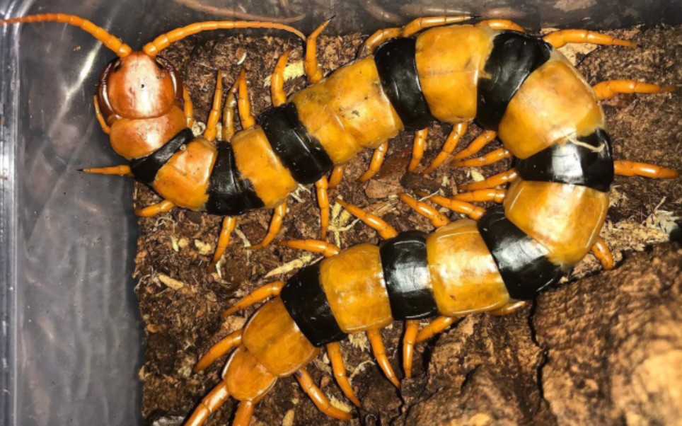 印度瑰宝蜈蚣 scolopendra hardwickei