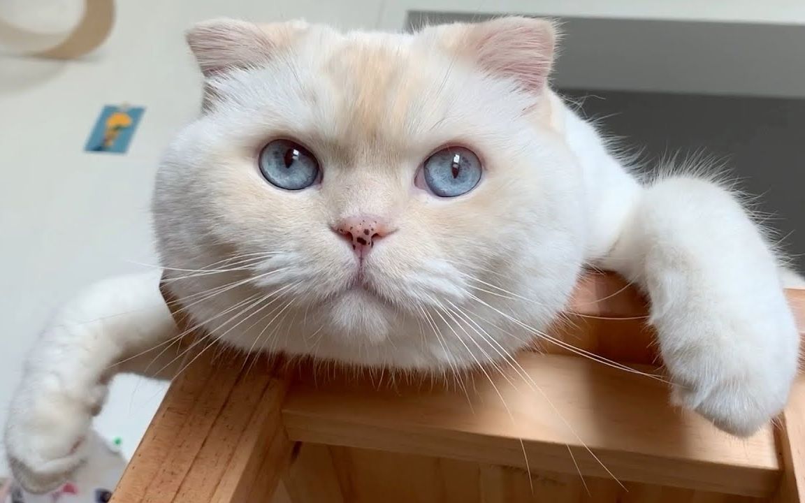 这大脸盘子真可爱【soonmoocat】