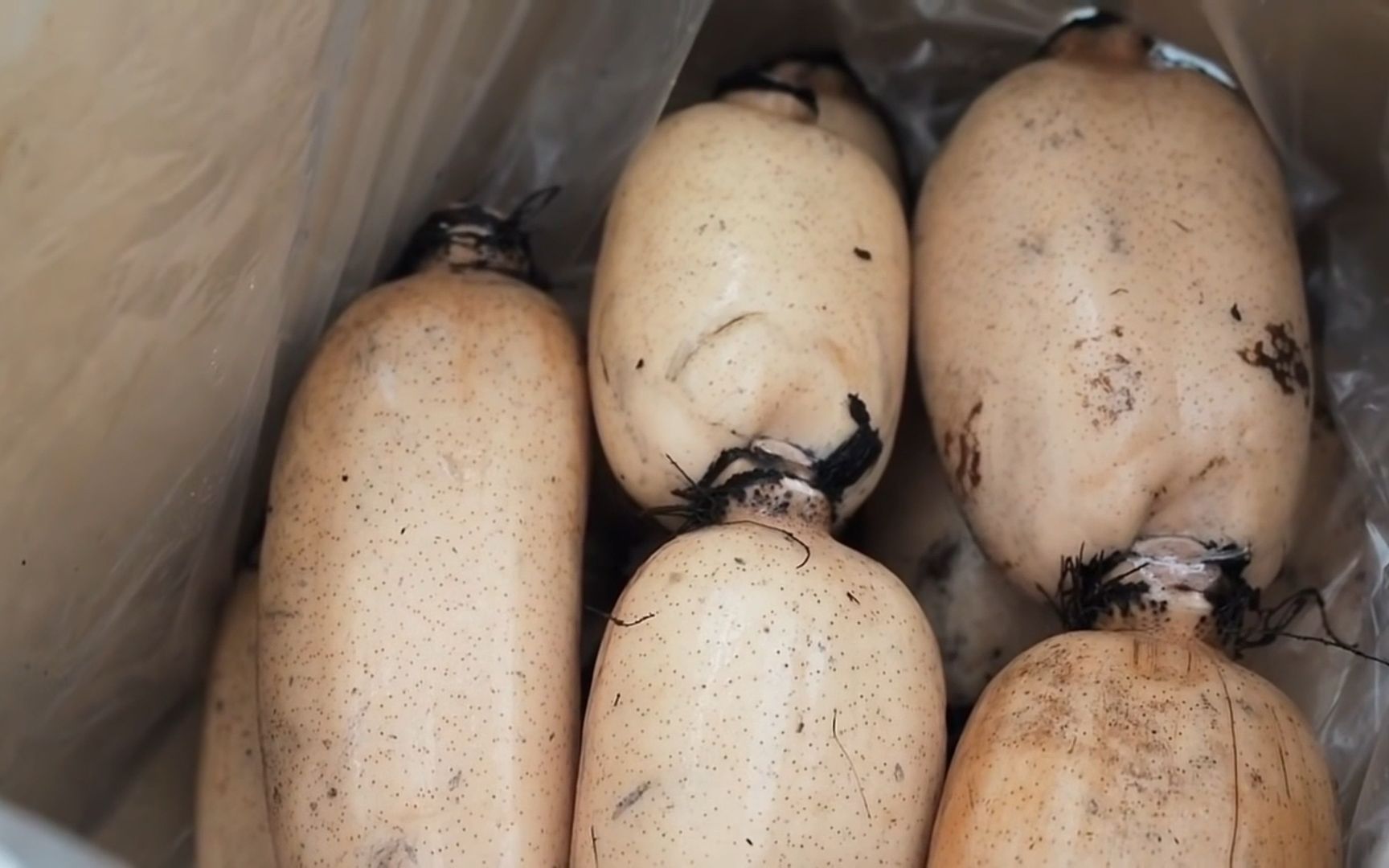 [图]《食物百科》-莲藕的种植过程