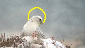 混血怪鸟 鹰科跨越种属的杂交 堪比大型多人运动现场 哔哩哔哩 つロ干杯 Bilibili