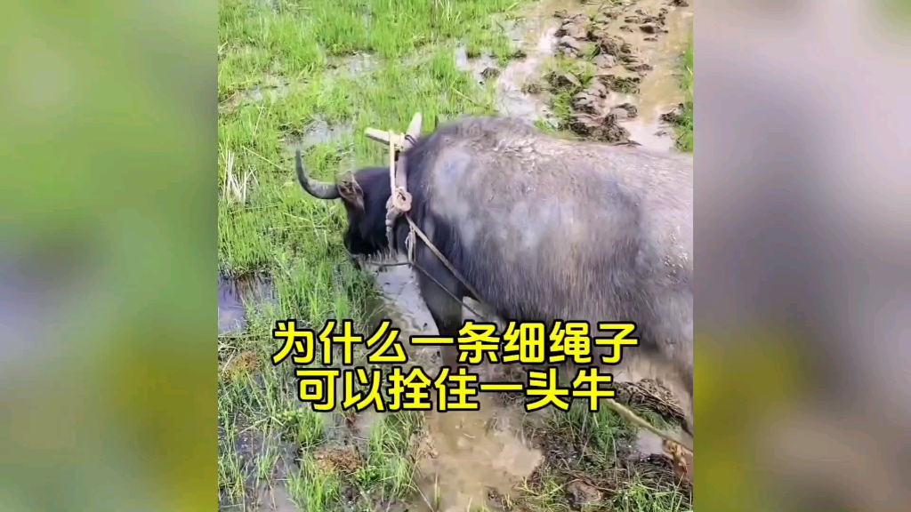 小时候很奇怪,为什么一根细绳子,就可以拴住一头牛,让它在田间劳作整