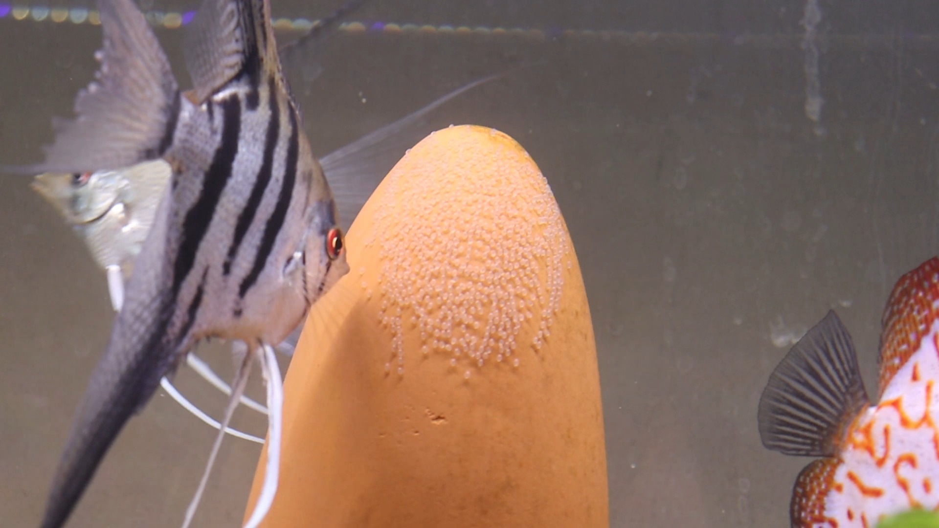 今天家里的神仙鱼产卵了