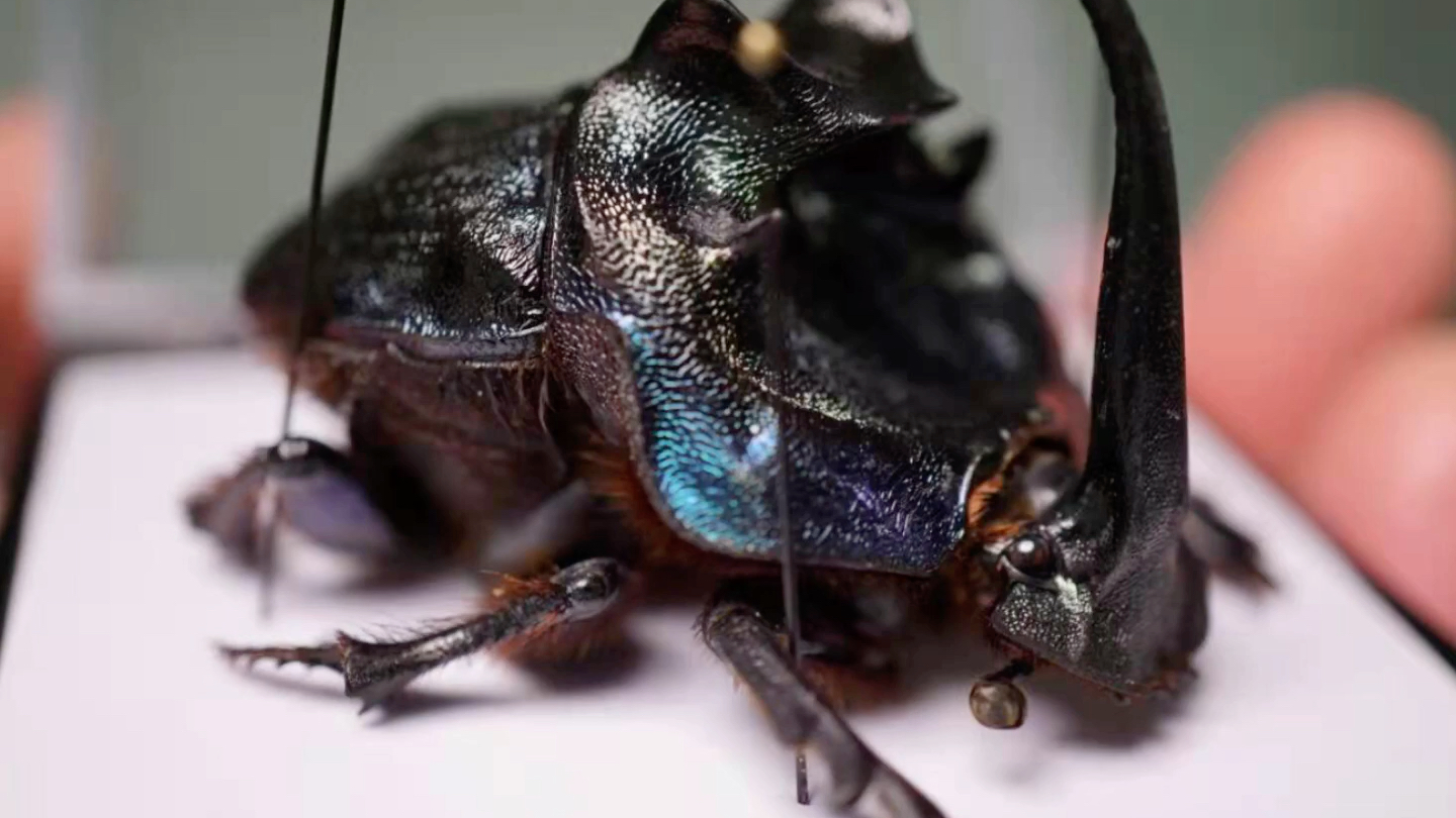 爱马仕象粪金龟,非本人所养