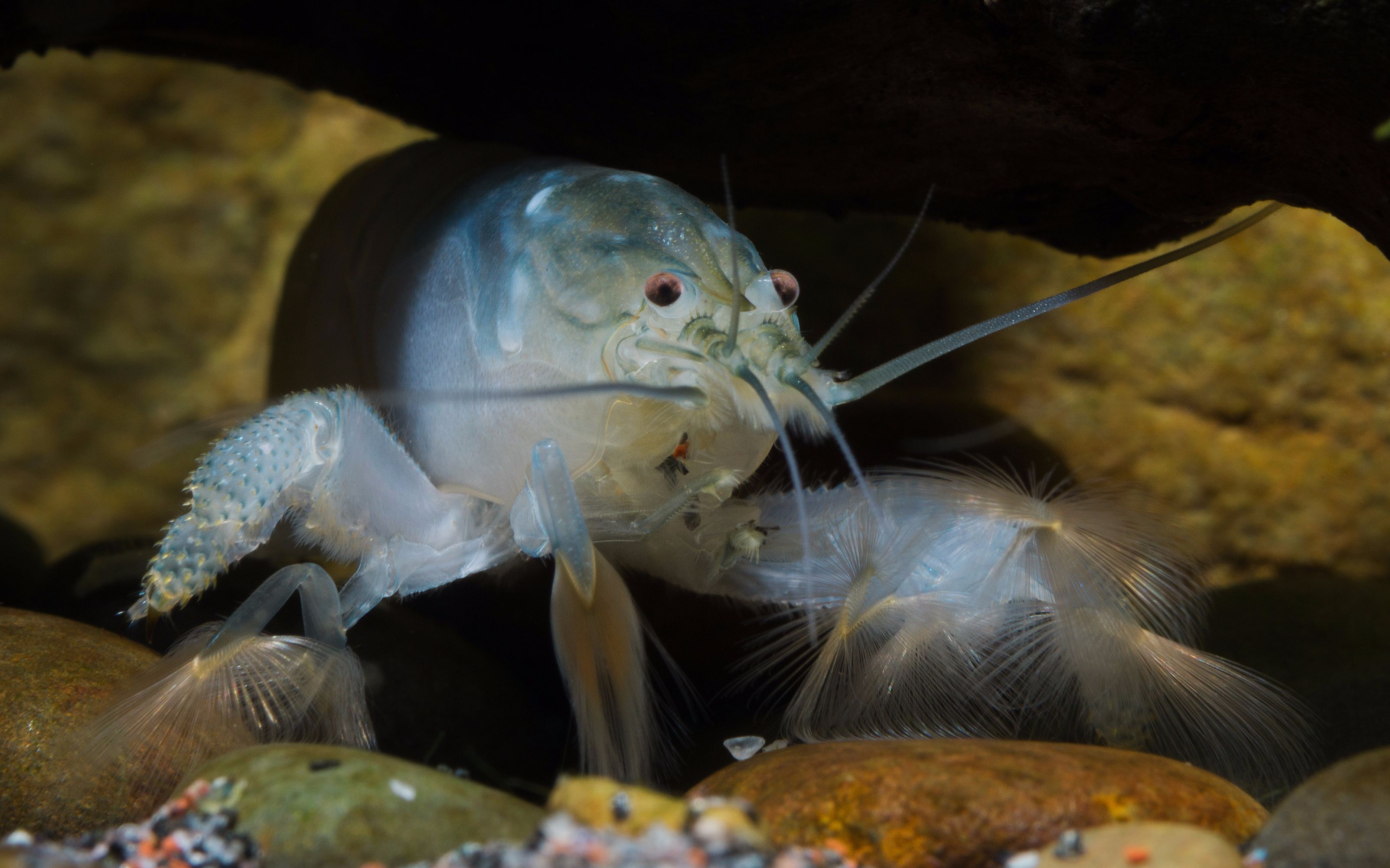 【自家鱼缸】 【虾】 非洲巨网 (完全可以忽略它的存在)