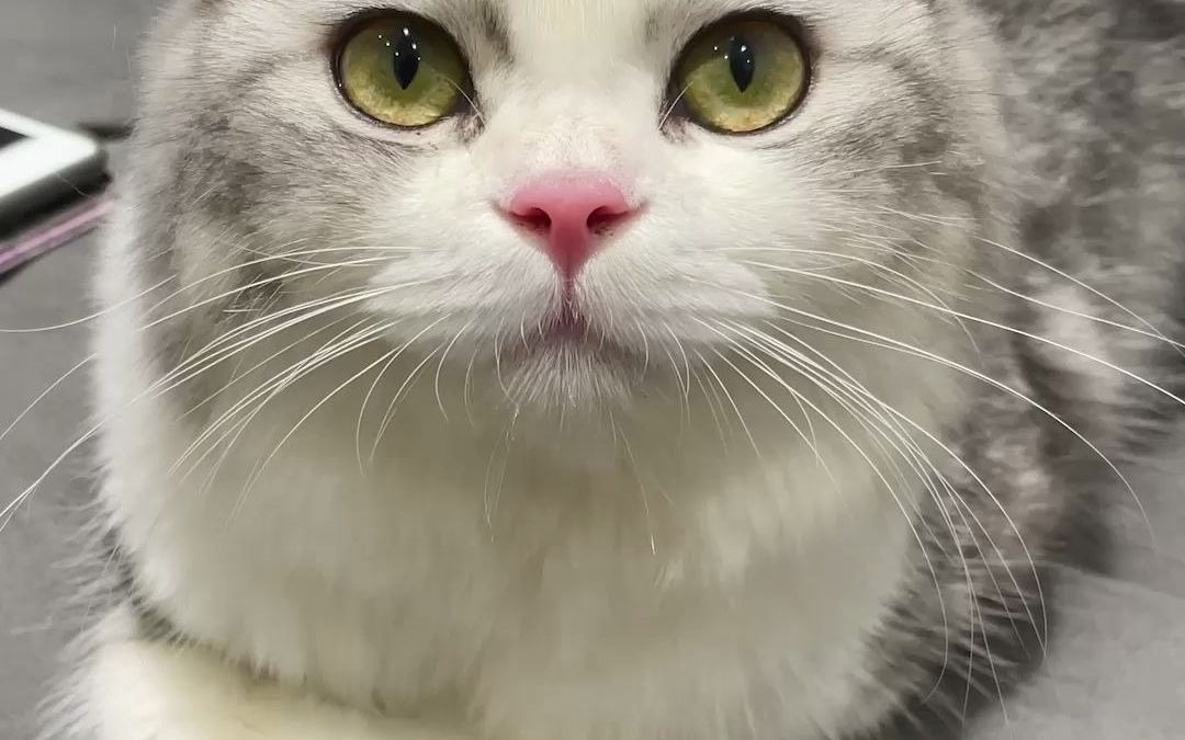 活动作品nene出事了