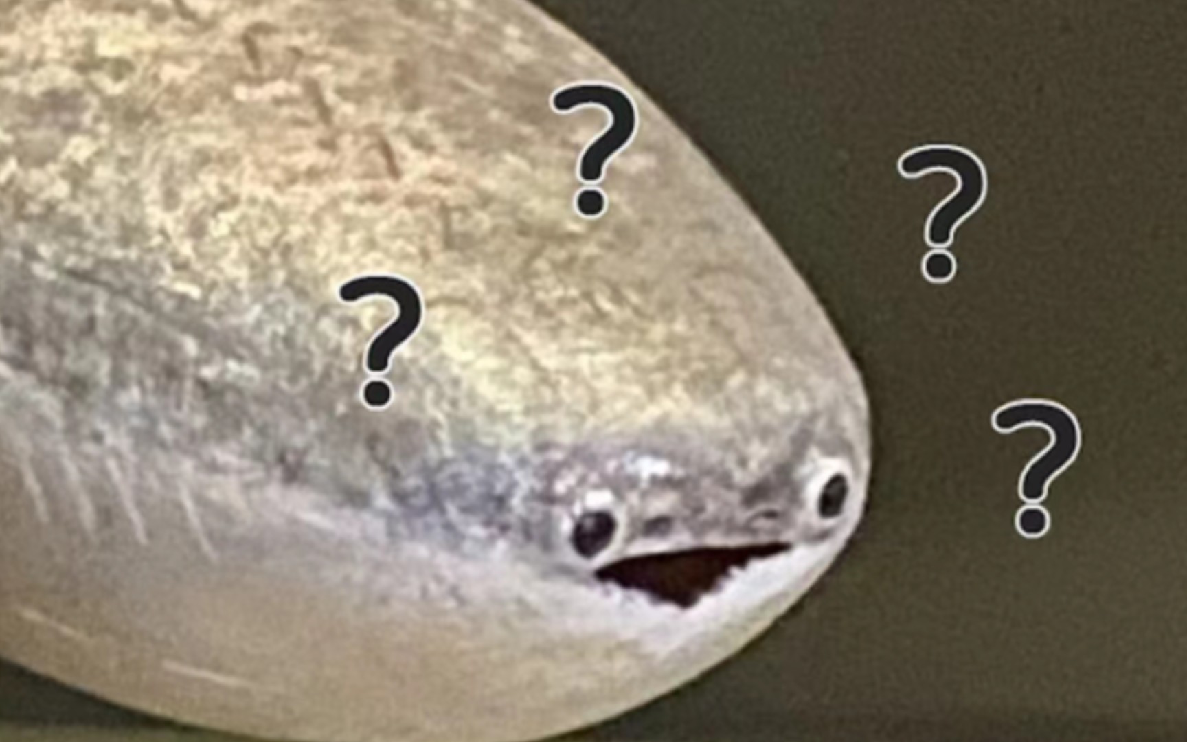 【萨卡班甲鱼】奇怪的萨卡班甲鱼表情粘土版hhh