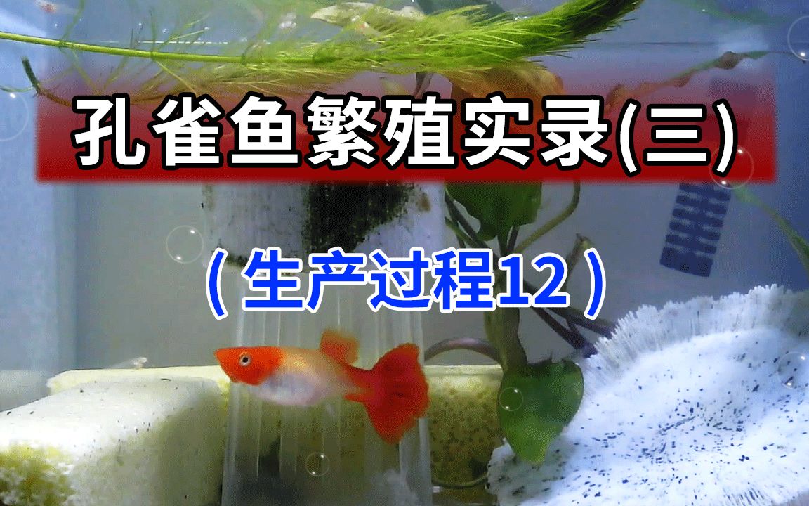 孔雀鱼繁殖生产小鱼记录14,母鱼不用隔离盒生产过程12哔哩哔哩bilibili