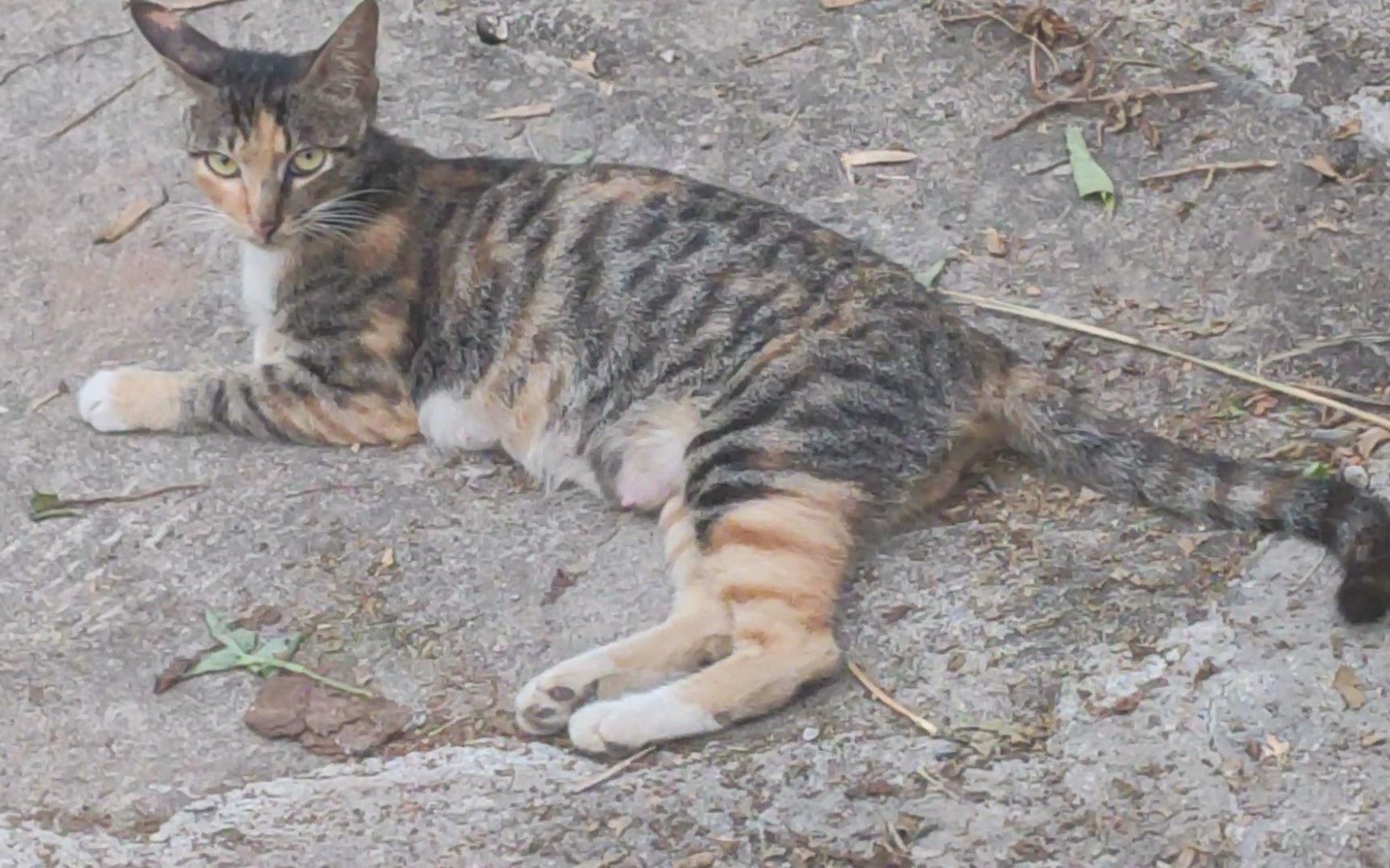 神秘脸的大肚子狸花猫,乡间偶遇