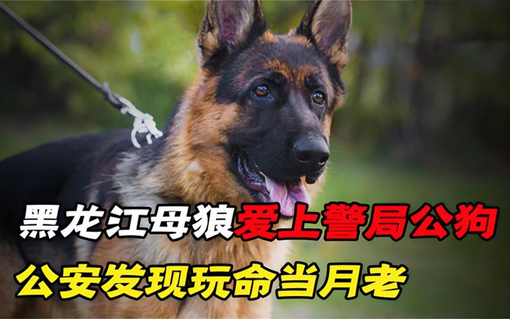 大兴安岭母狼爱上了威猛警犬,警局本想关门一网打尽没想造出一窝小警犬哔哩哔哩bilibili