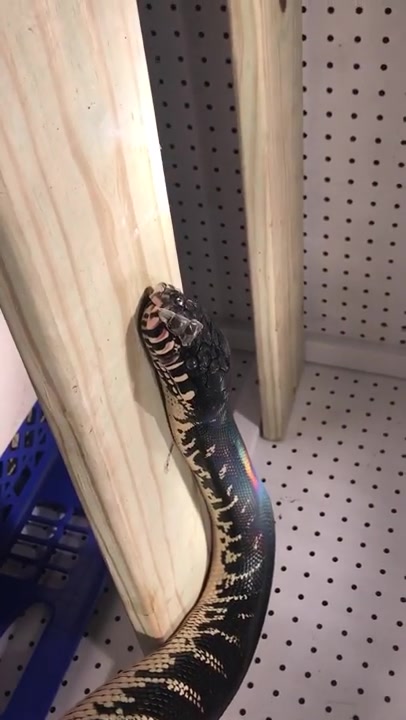 【黑钻树蟒】蹭爬架想蜕皮 看起来不太聪明的亚子