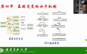 第八章 基因突变-第四节 基因突变的分子机制-茶创2020级