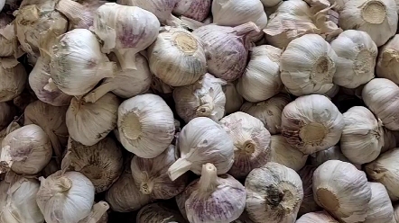 金乡优质出口级大蒜 金乡大蒜供应商 金乡大蒜加工厂 山东金中环农业