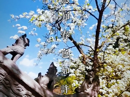 第32届鞍山ⷥƒ山梨花节将于4月21日盛大启幕#鞍山游 #千山梨花节 欢迎全国朋友一起#上春山哔哩哔哩bilibili