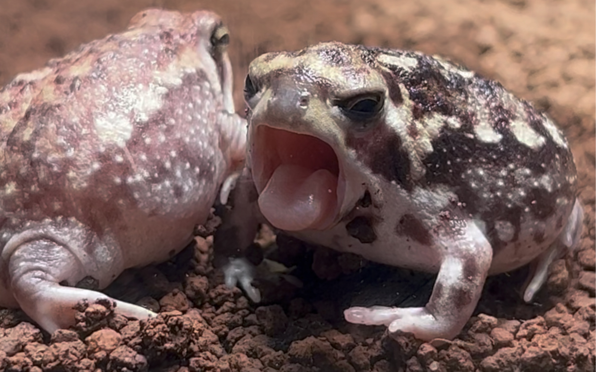 就连馒头蛙都有小手套啊