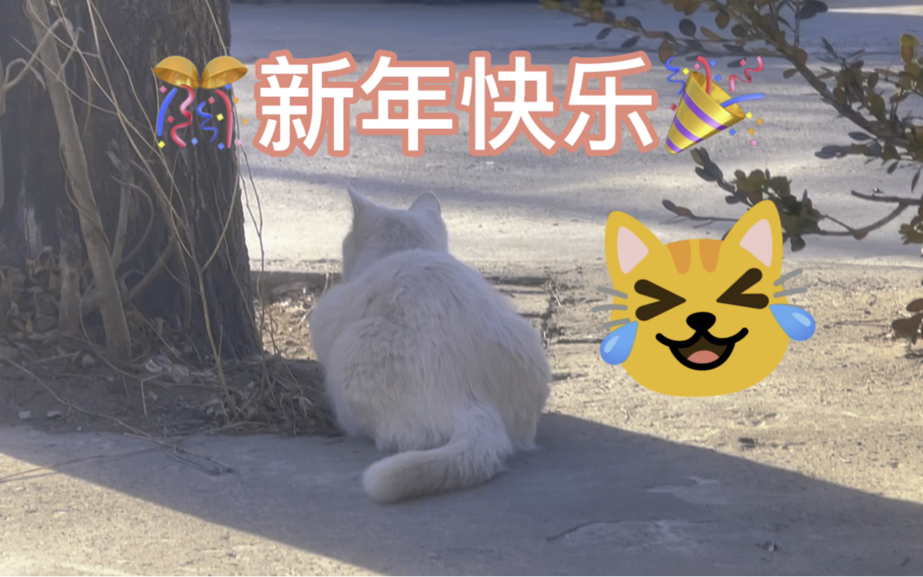 大猫科顶级猎手哔哩哔哩bilibili