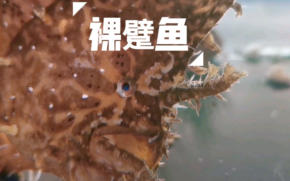 《大连海洋生物鉴别》之裸躄鱼哔哩哔哩bilibili