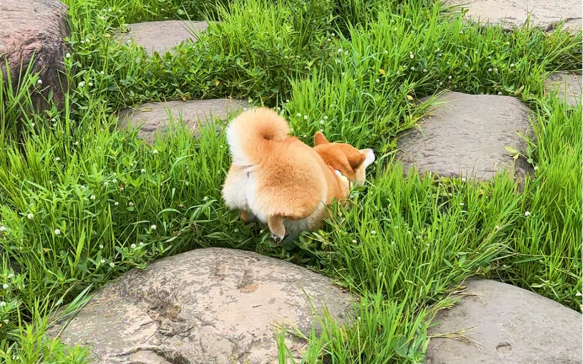 走路顺拐的狗子,千万不要带它走这样的路.