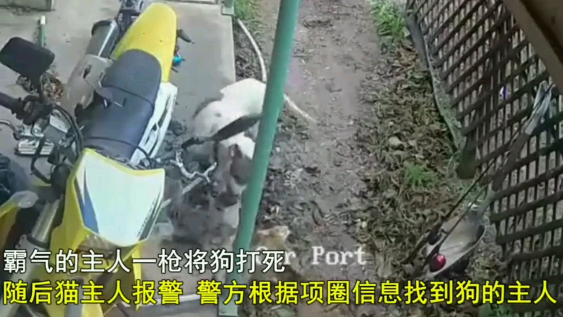 狗咬死了猫咪,猫咪主人用枪把狗打死了.哔哩哔哩bilibili