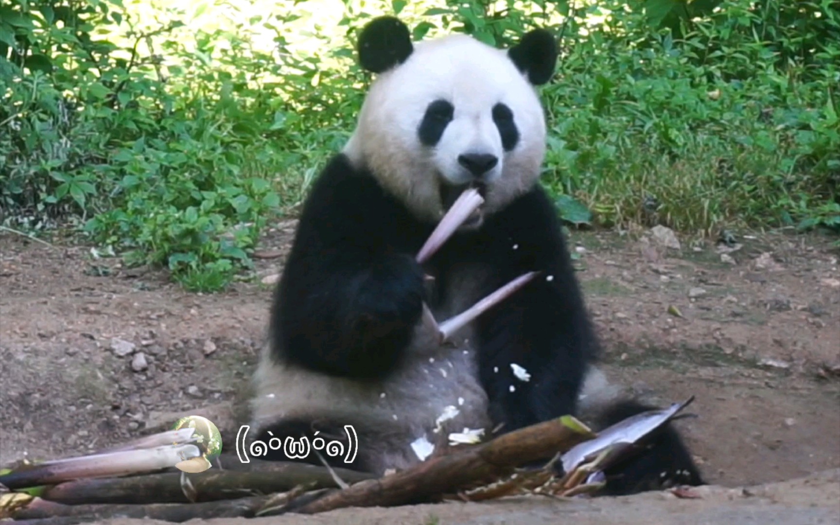 [图]【大熊猫小馨】聪明小馨馨出门营业啦?自己开门出来干饭，你们吃早餐了吗？要不要一起?