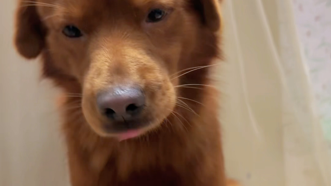 谁能拒绝憨头憨脑的狗狗旺呢