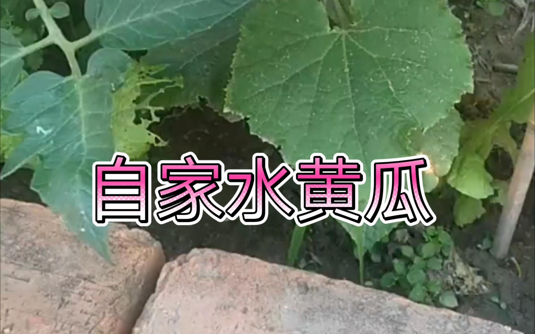 自家水黄瓜哔哩哔哩bilibili