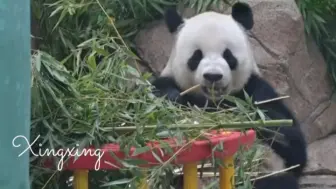 下载视频: 同龄熊中我们银柯最活泼，最显嫩了。所以还要什么自行车呢