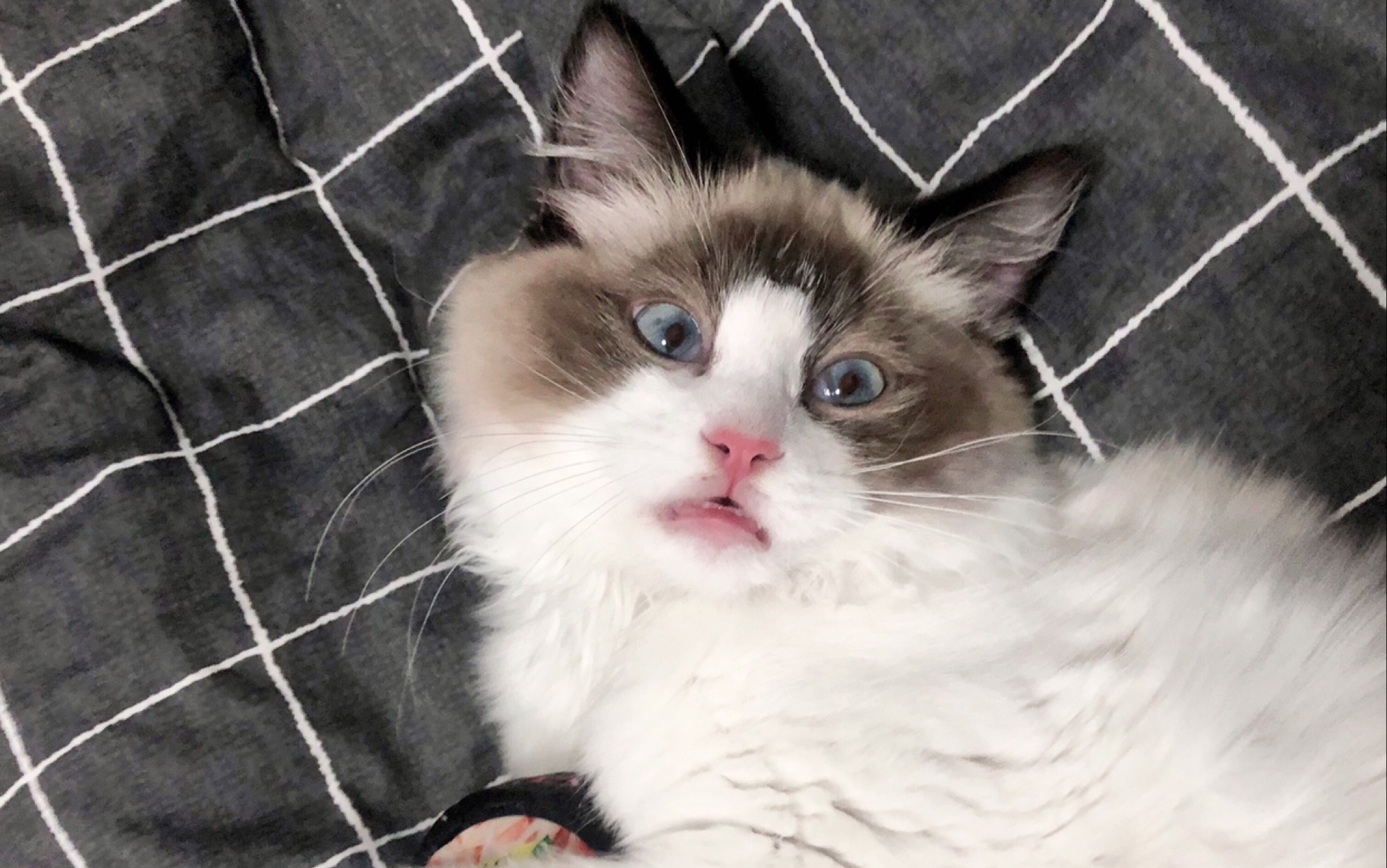 睡得四仰八叉的momo酱