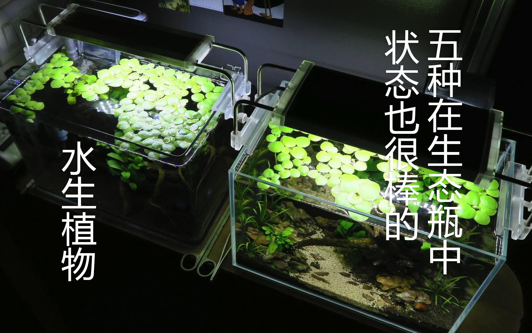 5种适合苔藓微景观造景的水生植物哔哩哔哩bilibili